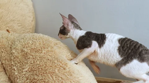 Cornish Rex kitten play Stock Footage 94205346