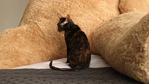 Cornish Rex kitten play Stock Footage 94205456