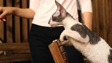 Cornish Rex kitten play Stock Footage 94205491