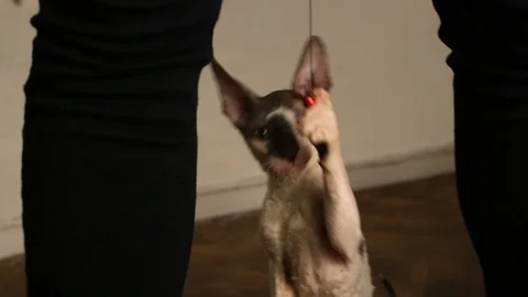 Cornish Rex kitten play Stock Footage 94205542