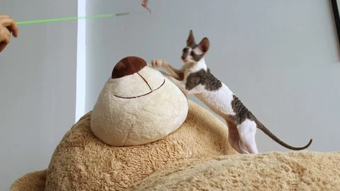 Cornish Rex kitten play Stock Footage 94205606