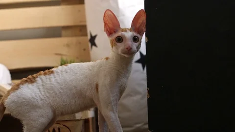 Cornish Rex kitten play Stock Footage 94205688