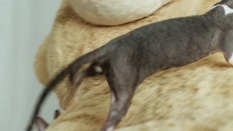 Cornish Rex kitten play Stock Footage 94205735