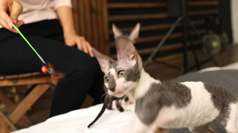 Cornish Rex kitten play Stock Footage 94205800
