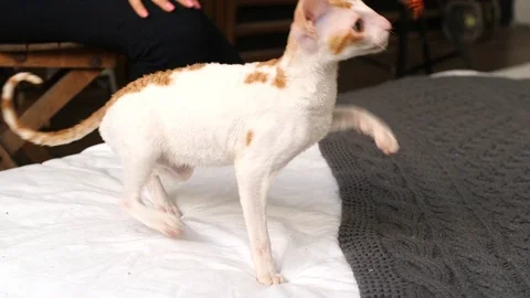 Cornish Rex kitten play Stock Footage 94205813
