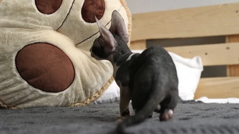 Cornish Rex kitten play Stock Footage 94205840