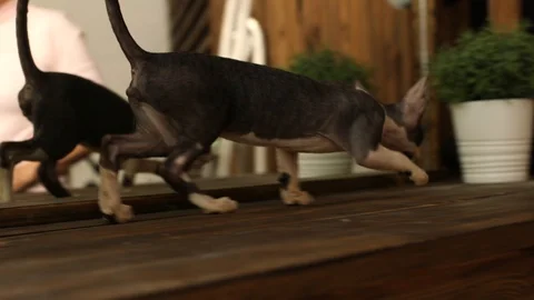 Cornish Rex kitten play Stock Footage 94205923