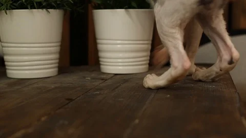 Cornish Rex kitten play Stock Footage 94205953