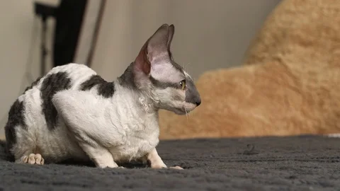 Cornish Rex kitten play Stock Footage 94205997