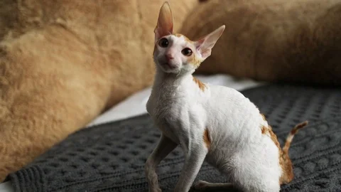 Cornish Rex kitten play Stock Footage 94206003