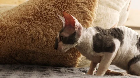 Cornish Rex kitten play Stock Footage 94206083