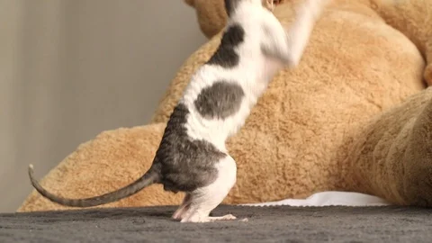 Cornish Rex kitten play Stock Footage 94206112