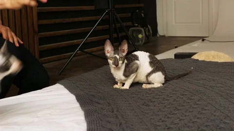 Cornish Rex kitten play Stock Footage 94206113