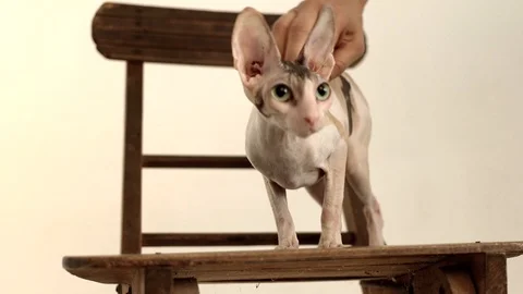 Cornish Rex kitten play Stock Footage 94206145