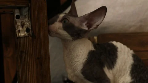 Cornish Rex kitten play Stock Footage 94206161