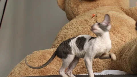 Cornish Rex kitten play Stock Footage 94206174