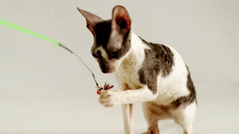 Cornish Rex kitten play Stock Footage 94206178