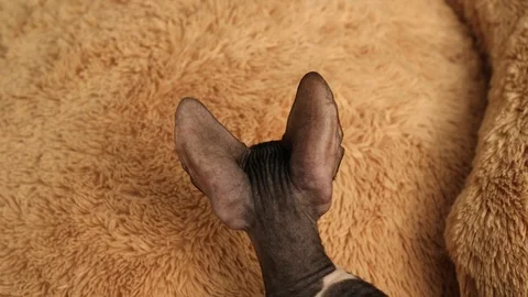 Cornish Rex kitten play Stock Footage 94206194