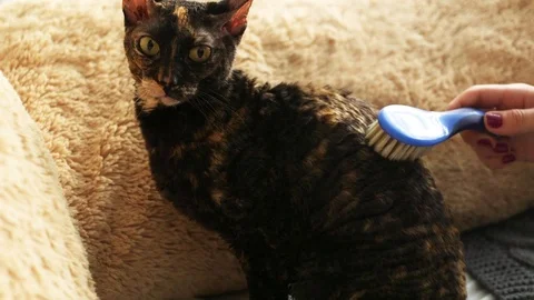 Cornish Rex kitten play Stock Footage 94206195