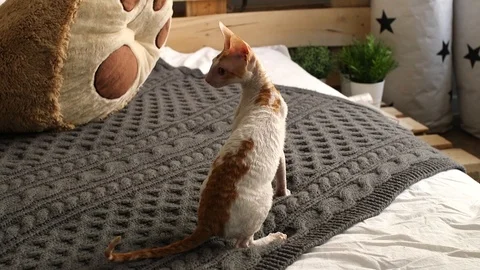 Cornish Rex kitten play Stock Footage 94206209