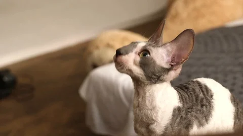 Cornish Rex kitten play Stock Footage 94206244