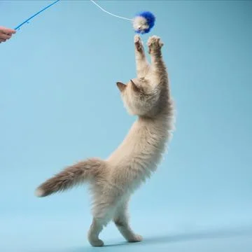 Cornish Rex Kitten Playing with a Toy Stock Photos