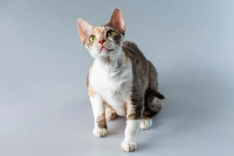Cornish Rex kitten posing on a grey background. Stock Photos
