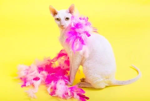 Cornish rex Stock Photos