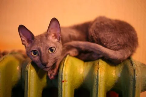 Cornish Rex Stock Photos
