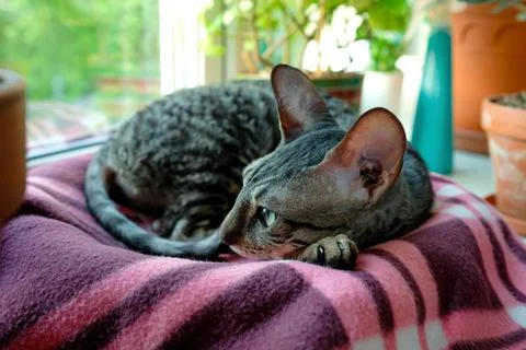 Cornish Rex is resting on a blanket on the windowsill Foto stock