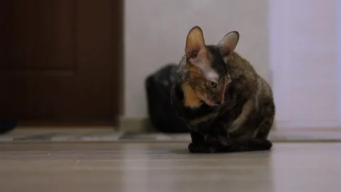 Cornish Rex sits back and turns his face Stock Footage 105814347