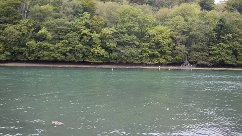 Cornish river just before it meets the sea Stock Footage 80645852