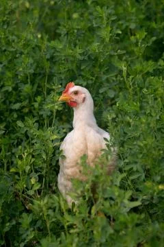 Cornish rock Foto stock