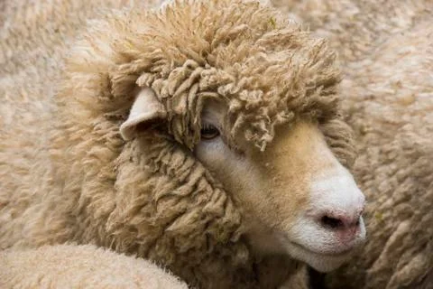 Cornish Sheep Cornwall Stock Photos