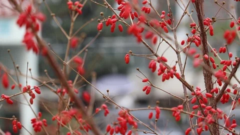 Cornlian cherry on a snowy(sleety) day. Stock Footage 99703314
