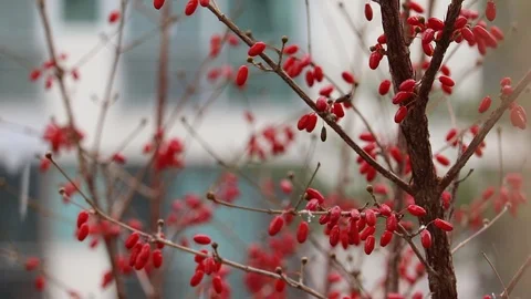 Cornlian cherry on a snowy(sleety) day. Video stock 99703841