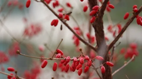 Cornlian cherry on a snowy(sleety) day. Stock Footage 99705283