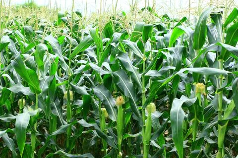 Corn(Maize）field Stock Photos