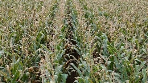 Cornrows from above Video stock 97185845