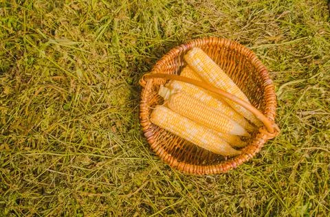 Corns in basket Stock Photos