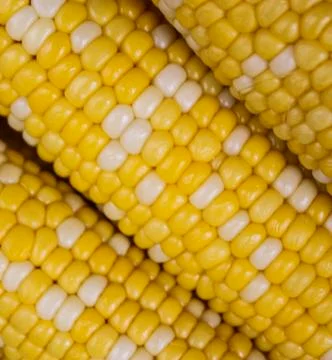 Corns on the cob Stock Photos