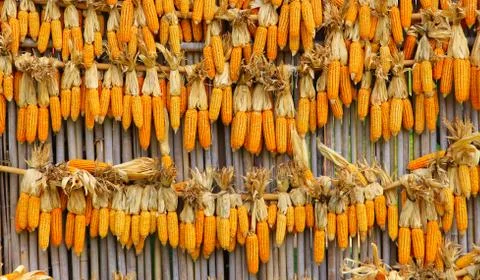 Corns or maizes hanging on bamboo wall Stock Photos