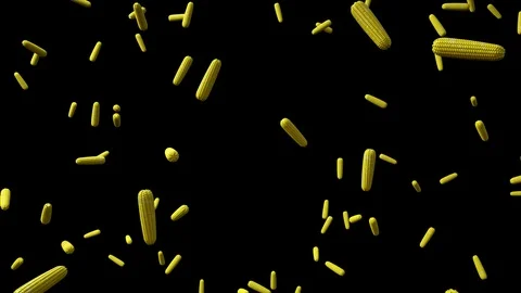 Corns Rain 스톡 동영상 123290112