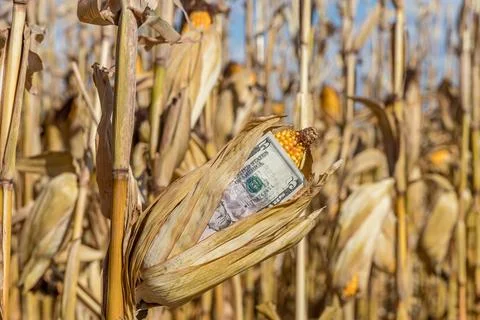 Cornstalk money Fotos de archivo