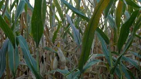 Cornstalk right to left close fall Stock Footage 95960920