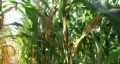 Cornstalk Tilt HD Footage