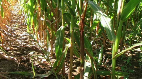 Cornstalk Tilt Stock Footage