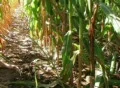 Cornstalk Tilt Footage