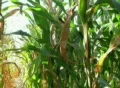 Cornstalk Tilt SD Footage