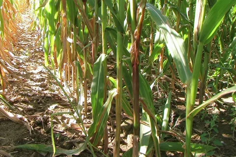 Cornstalk Tilt Stock-Footage 2757350